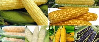 Sweet corn varieties