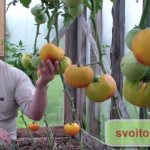 Tomato varieties for growing in a greenhouse