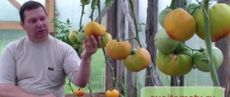 Сорта томатов для выращивания в теплице
