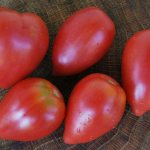 Tomato varieties - productive, sweet - suggested by our readers