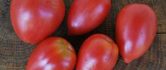 Сорта томатов – урожайные, сладкие - предлагают наши читатели