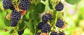 Varietal blackberry Thornfree
