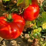 Varietal characteristics of tomato Spetsnaz