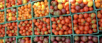 Сортовое разнообразие помидоров
