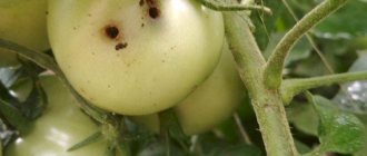 Armyworm on tomatoes