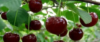 cherry ripening