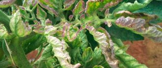 Saving tomatoes from late blight: folk remedies that will help effectively overcome the disease