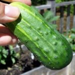 Ripe cucumber