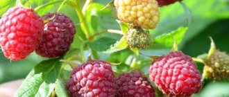 Methods for propagating remontant raspberries