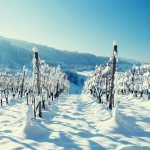 Ways to cover grapes for the winter in the Moscow region