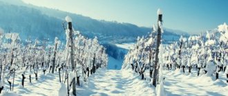 Ways to cover grapes for the winter in the Moscow region