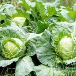 Among the varieties of white cabbage, you can choose options for every taste
