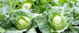Among the varieties of white cabbage, you can choose options for every taste