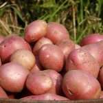 Mid-late potato variety Aladdin, suitable for various climatic conditions