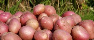 Среднепоздний сорт картофеля Алладин, подходящий для различных климатических условий