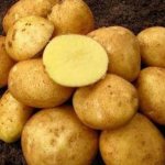 Mid-season table potato variety Volat