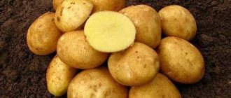 Mid-season table potato variety Volat