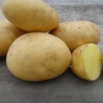 Mid-season hardy potato variety Tuscany
