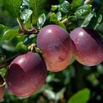 timing of plum transplantation in autumn