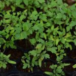 Stimulating the growth of tomato seedlings