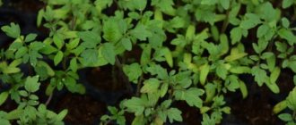 Stimulating the growth of tomato seedlings