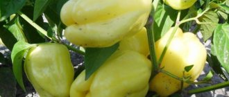 &#39;Is it worth growing &quot;White Gold&quot; pepper: advantages and disadvantages of the variety&#39; width=&quot;800
