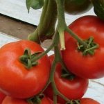 &#39;A persistent hybrid from Japanese breeders - tomato &quot;Michelle f1&quot;: we grow it ourselves without hassle&#39; width=&quot;800