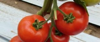 'Стойкий гибрид от японских селекционеров - томат "Мишель f1": выращиваем самостоятельно без хлопот' width="800