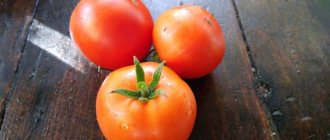 &#39;Persistent and easy to care for tomato &quot;Sibiryak&quot;