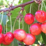 &#39;Bryansk pink&#39; variety of early ripening cherry, resistant to cold and disease&#39; width=&quot;800