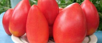 &#39;Disease-resistant and easy-to-care tomato &quot;Pink Stella&quot;: reviews, photos and secrets of getting a bountiful harvest&#39; width=&quot;800