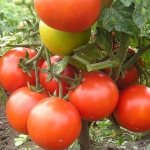 &#39;Super early variety with impressive yield - tomato &quot;Zhenechka&quot;: reviews, photos, growing secrets&#39; width=&quot;800
