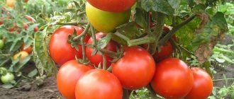 'Суперранний сорт с внушительной урожайностью - томат "Женечка": отзывы, фото, секреты выращивания' width="800