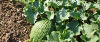 The Assan Bey melon acquires its amazing taste a month after harvest.