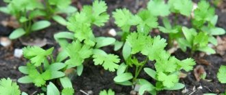 Parsley planting technology for fast germination