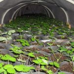Technology for growing strawberries and wild strawberries from seeds: agricultural technology