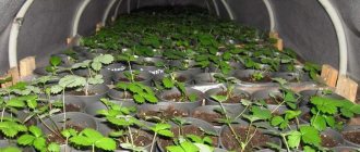 Technology for growing strawberries and wild strawberries from seeds: agricultural technology