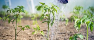 Температура водной среды зависит от стадии развития, применяемой агротехники, сорта томатов и погодных условий
