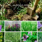 Thyme. Varieties, types, photos, planting and care, growing from seeds in open ground 