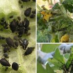 Aphids on tomatoes: how to fight during flowering and what products to choose for processing tomatoes