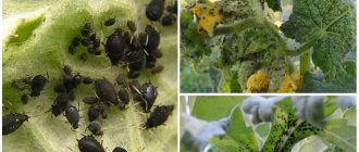 Aphids on tomatoes: how to fight during flowering and what products to choose for processing tomatoes