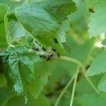 Aphids on currants