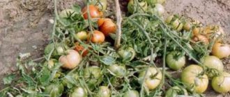 tomato Agata reviews photos