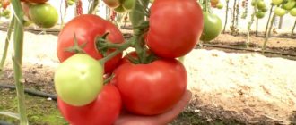 Tomato Alaska: reviews, description and photos