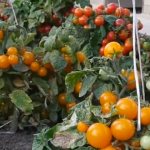 Tomato Amur standard characteristics and description of the variety, care features with photos