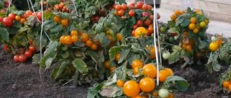 Tomato Amur standard characteristics and description of the variety, care features with photos
