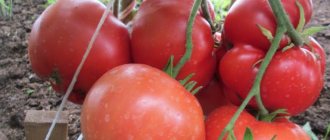 Tomato Babushkino - description and characteristics of a large-fruited variety