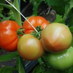Berberana tomato