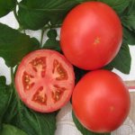 Tomato seedless introduction