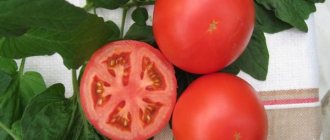 Tomato seedless introduction